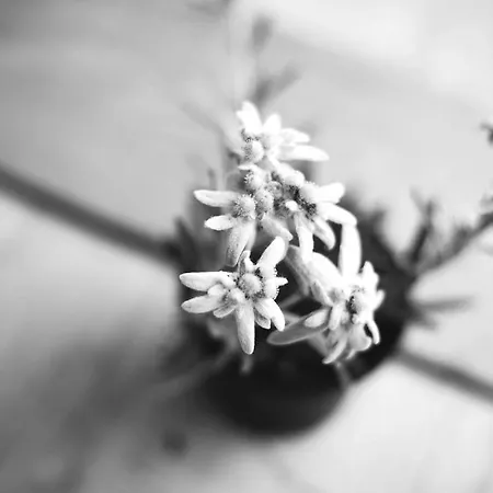 Skihotel Galzig Szálloda 4*